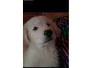 Golden Retriever Puppy for sale in Big Prairie, OH, USA