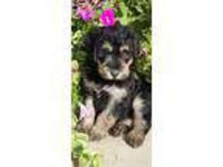 Schnoodle (Standard) Puppy for sale in Sheldon, IA, USA