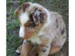 Australian Shepherd Puppy for sale in Thomasville, NC, USA
