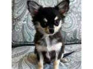 Chihuahua Puppy for sale in Oviedo, FL, USA
