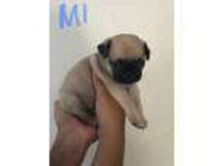 Pug Puppy for sale in Downey, CA, USA