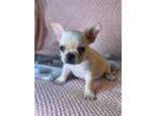 French Bulldog Puppy for sale in West Chester, PA, USA