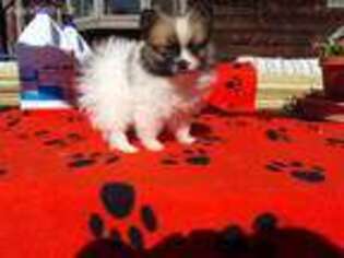 Pomeranian Puppy for sale in Waterloo, IL, USA