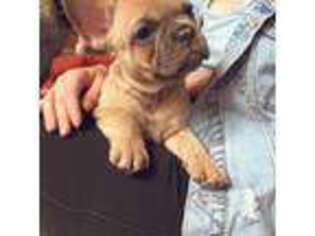 French Bulldog Puppy for sale in Grovetown, GA, USA