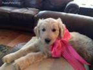 Goldendoodle Puppy for sale in Roseburg, OR, USA