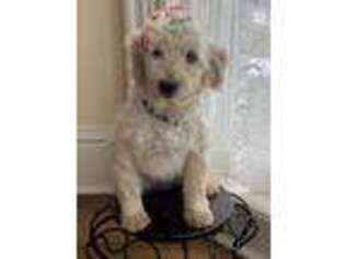 Goldendoodle Puppy for sale in Forest, OH, USA