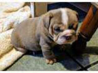 Bulldog Puppy for sale in Titusville, PA, USA