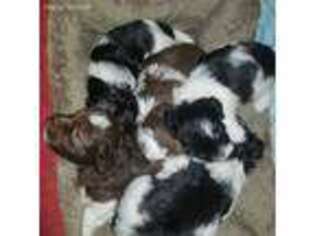 Havanese Puppy for sale in Sheffield Lake, OH, USA