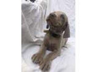 Weimaraner Puppy for sale in Belfry, KY, USA