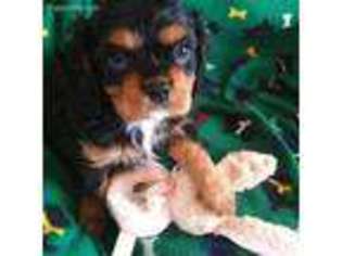 Cavalier King Charles Spaniel Puppy for sale in Okeechobee, FL, USA