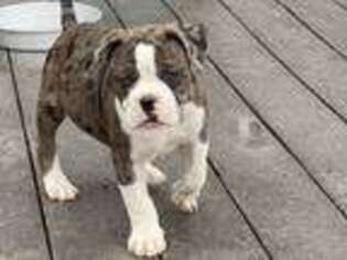 Alapaha Blue Blood Bulldog Puppy for sale in Auburn, AL, USA