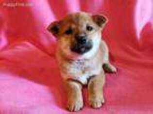 Shiba Inu Puppy for sale in Westside, IA, USA