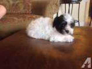 Havanese Puppy for sale in TAMPA, FL, USA