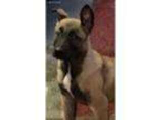 Belgian Malinois Puppy for sale in Neosho, MO, USA