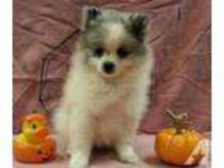 Pomeranian Puppy for sale in BURLESON, TX, USA