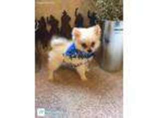 Pomeranian Puppy for sale in Bolivar, MO, USA