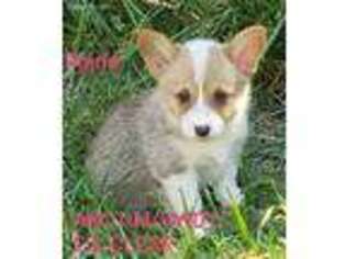 Pembroke Welsh Corgi Puppy for sale in Mountain View, MO, USA