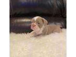 Bulldog Puppy for sale in Chicago, IL, USA