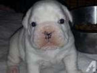 Bulldog Puppy for sale in CLEARFIELD, PA, USA