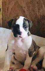 American Bulldog Puppy for sale in Nashville, IN, USA