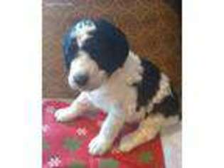 Mutt Puppy for sale in Andover, NY, USA