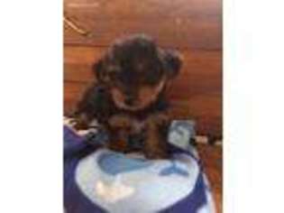 Yorkshire Terrier Puppy for sale in Gillett, PA, USA
