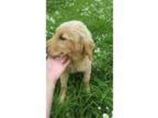 Golden Retriever Puppy for sale in Humansville, MO, USA