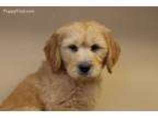 Goldendoodle Puppy for sale in Denison, IA, USA
