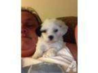 Shih-Poo Puppy for sale in RAYLAND, OH, USA