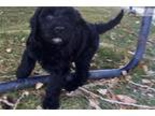 Portuguese Water Dog Puppy for sale in Salt Lake City, UT, USA