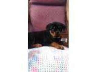Rottweiler Puppy for sale in Newark, OH, USA