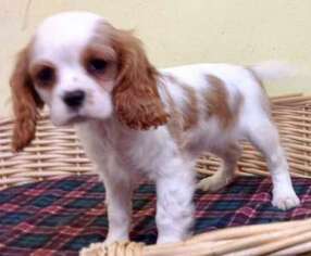 Cavalier King Charles Spaniel Puppy for sale in Loveland, CO, USA