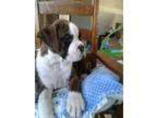 Medium Photo #1 Boxer Puppy For Sale in Howe, IN, USA