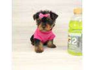 Yorkshire Terrier Puppy for sale in Dublin, CA, USA