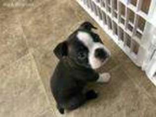 Boston Terrier Puppy for sale in Ocala, FL, USA