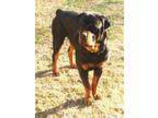 Rottweiler Puppy for sale in Polo, MO, USA