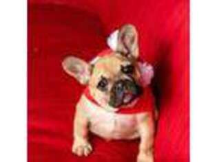French Bulldog Puppy for sale in Benson, NC, USA
