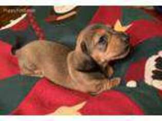 Dachshund Puppy for sale in Carrollton, MO, USA