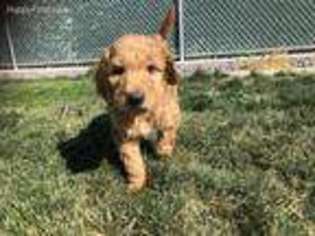 Goldendoodle Puppy for sale in Nampa, ID, USA