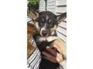 Siberian Husky Puppy for sale in Richmond, VA, USA