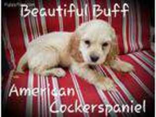 Cocker Spaniel Puppy for sale in Conyers, GA, USA