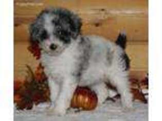 Mutt Puppy for sale in Seymour, IA, USA