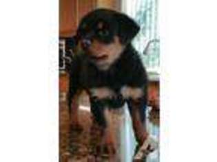 Rottweiler Puppy for sale in LOS BANOS, CA, USA
