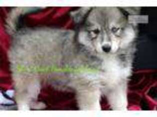 Siberian Husky Puppy for sale in Ames, IA, USA