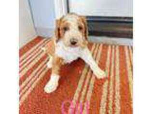 Mutt Puppy for sale in La Puente, CA, USA