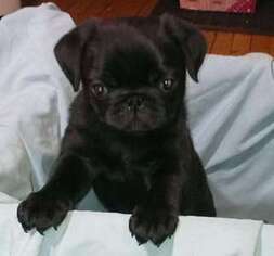 Pug Puppy for sale in Sharon, PA, USA
