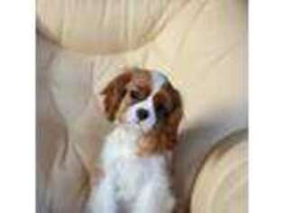 Cavalier King Charles Spaniel Puppy for sale in Rialto, CA, USA