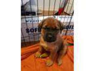 Mastiff Puppy for sale in Alice, TX, USA