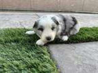 Border Collie Puppy for sale in Newman, CA, USA