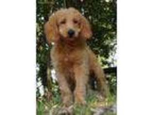 Goldendoodle Puppy for sale in Warsaw, IN, USA